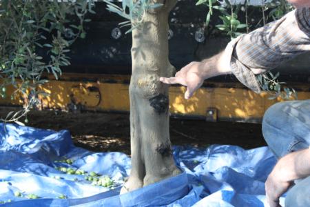 Neilsen harvester using a trunk-shaking Noli head in olive orchard: No visible trunk damage observed after harvest with Noli head